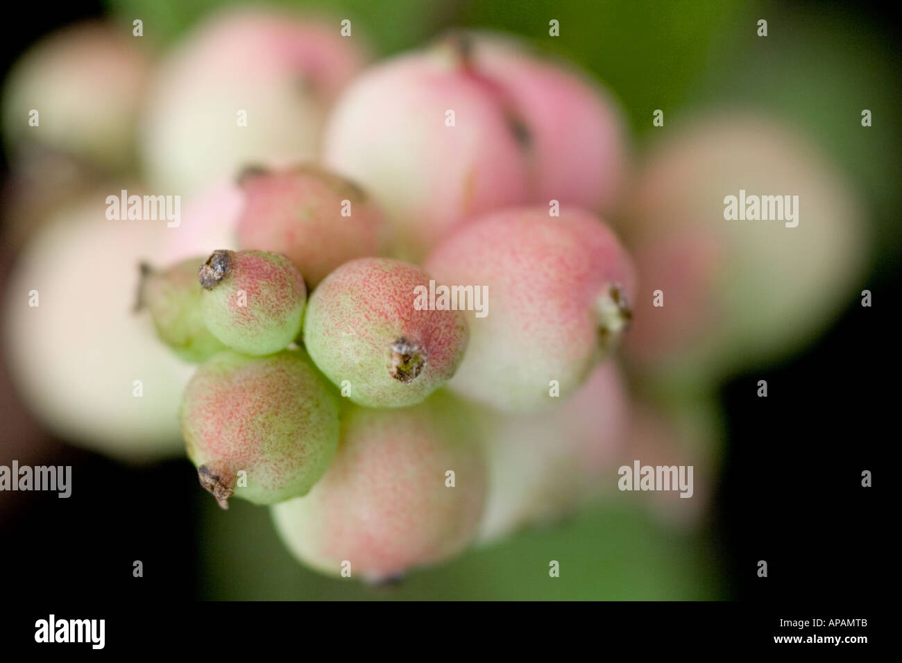 Snowberry / Coralberry Symphoricarpos Doorenbosii ' mother of pearl ' Stock Photo