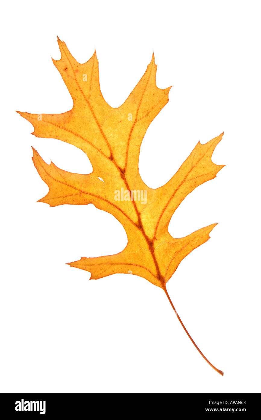 Yellow Fall Leaf Stock Photo