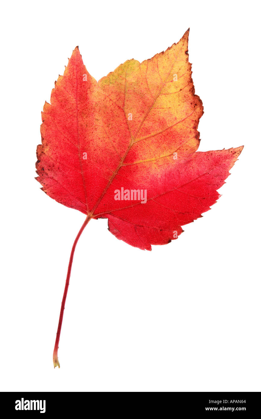 Red Orange and Yellow Fall leaf Stock Photo