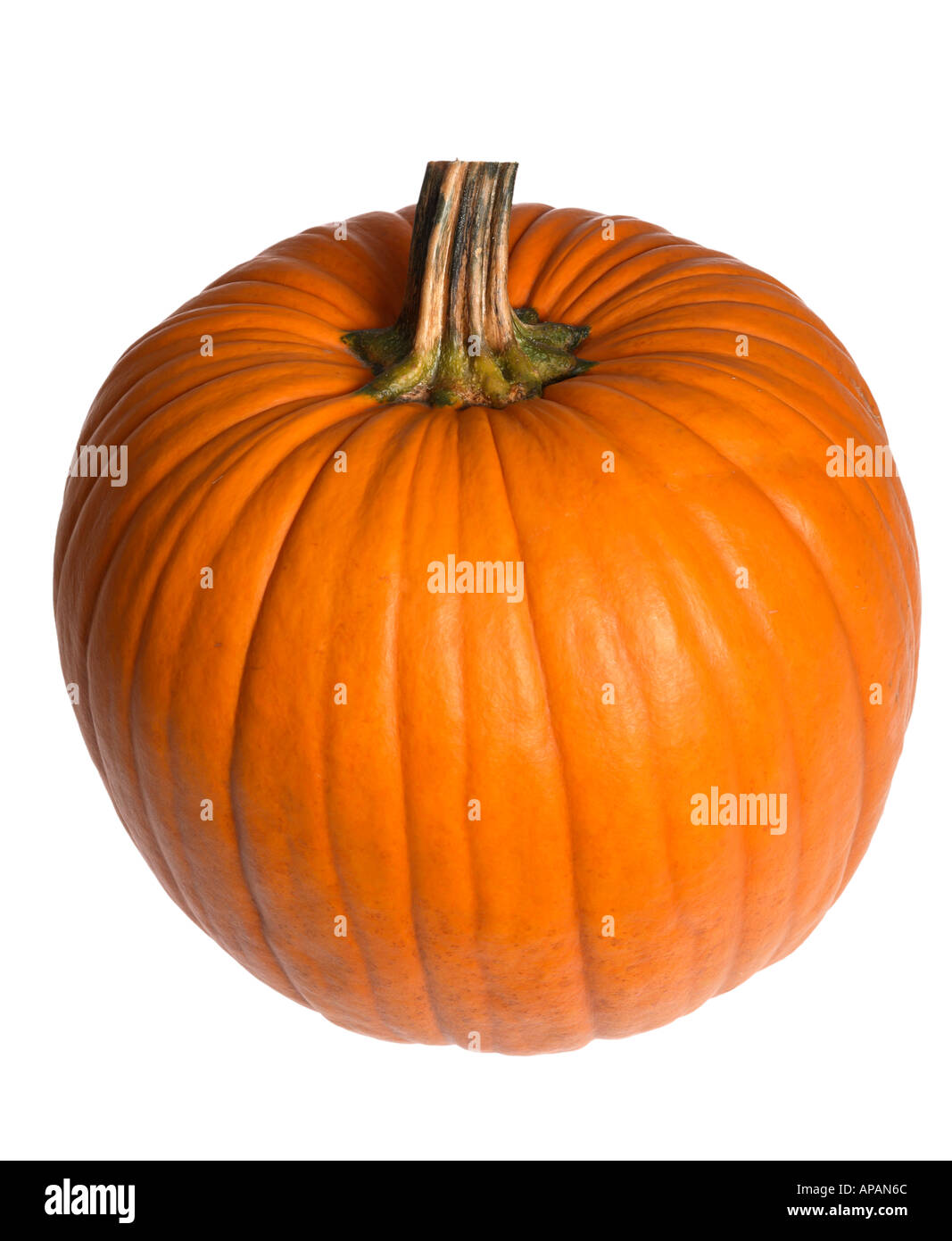Pumpkin only Stock Photo