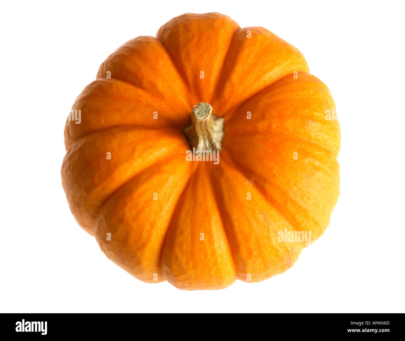 Mini Pumpkin Stock Photo