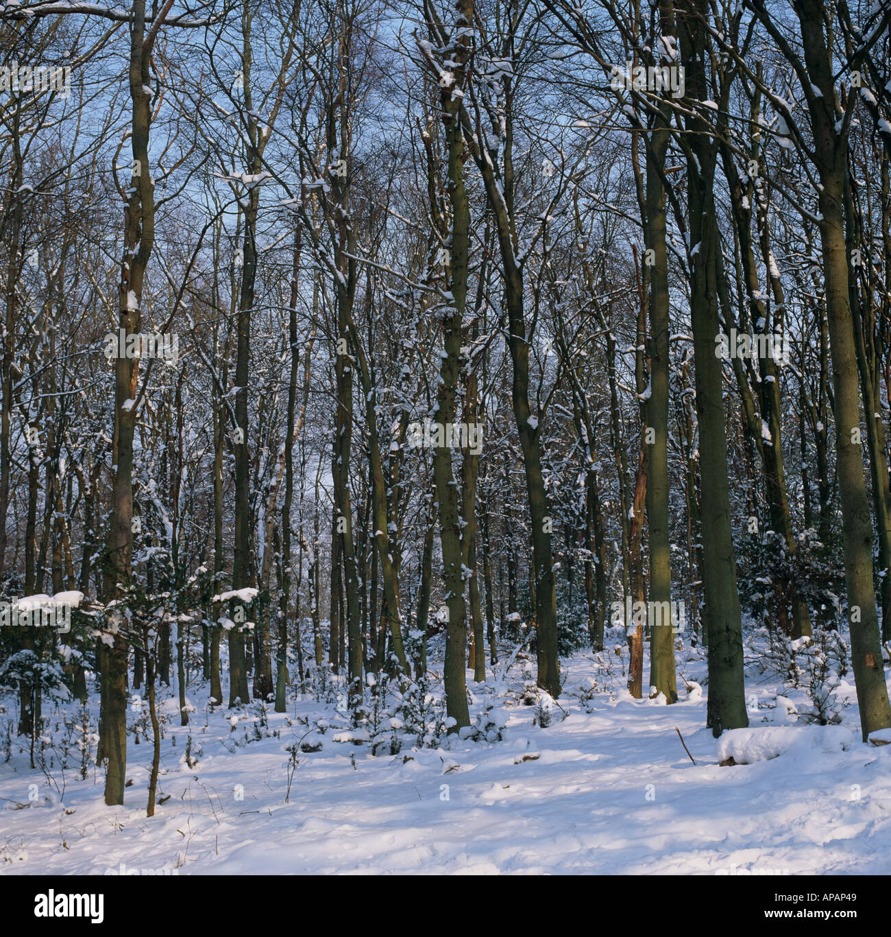 Beech Woods Surrey U K Europe Stock Photo Alamy