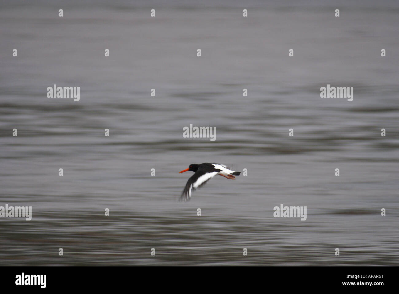 Oyster Catcher Flying Stock Photo Alamy