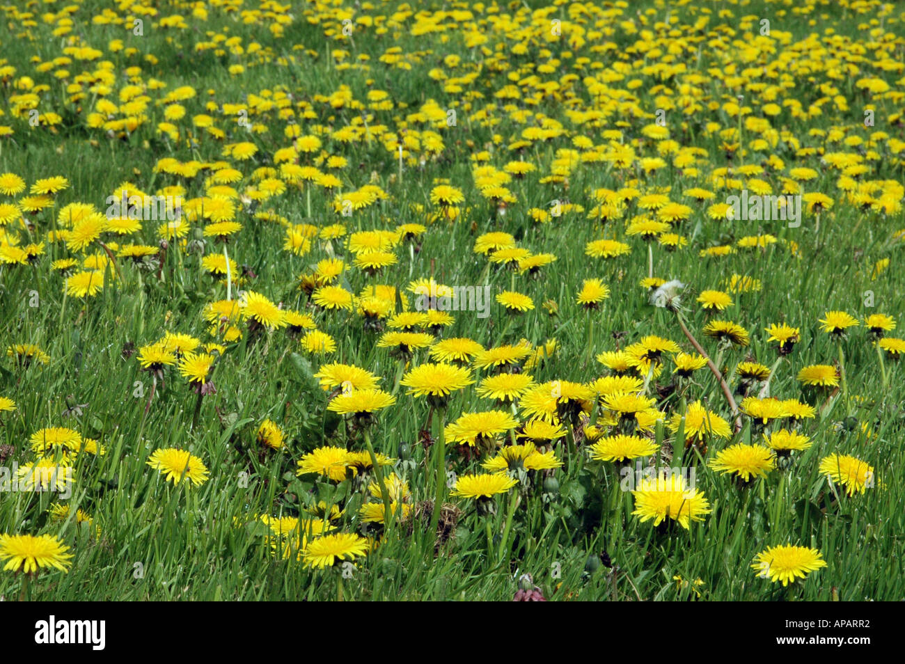 A colourful carpet of Dandelions Stock Photo
