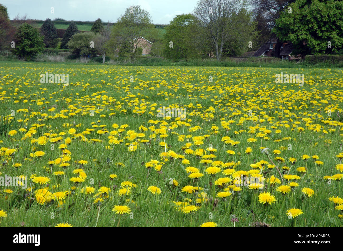 A colourful carpet of Dandelions Stock Photo