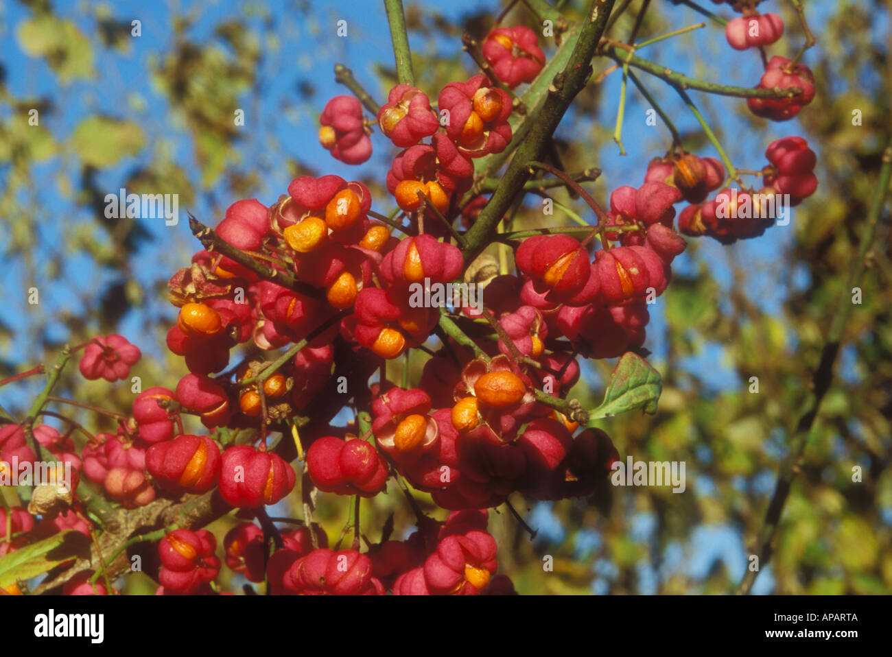 Ireland spindle tree hires stock photography and images Alamy