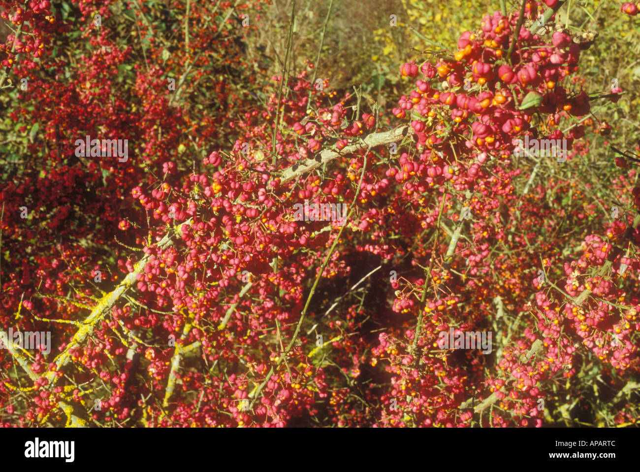 Spindle Tree Berries in autumn Stock Photo