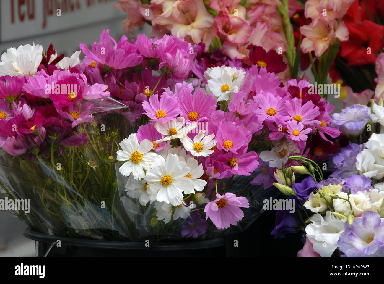 White cosmos black hi-res stock photography and images - Alamy