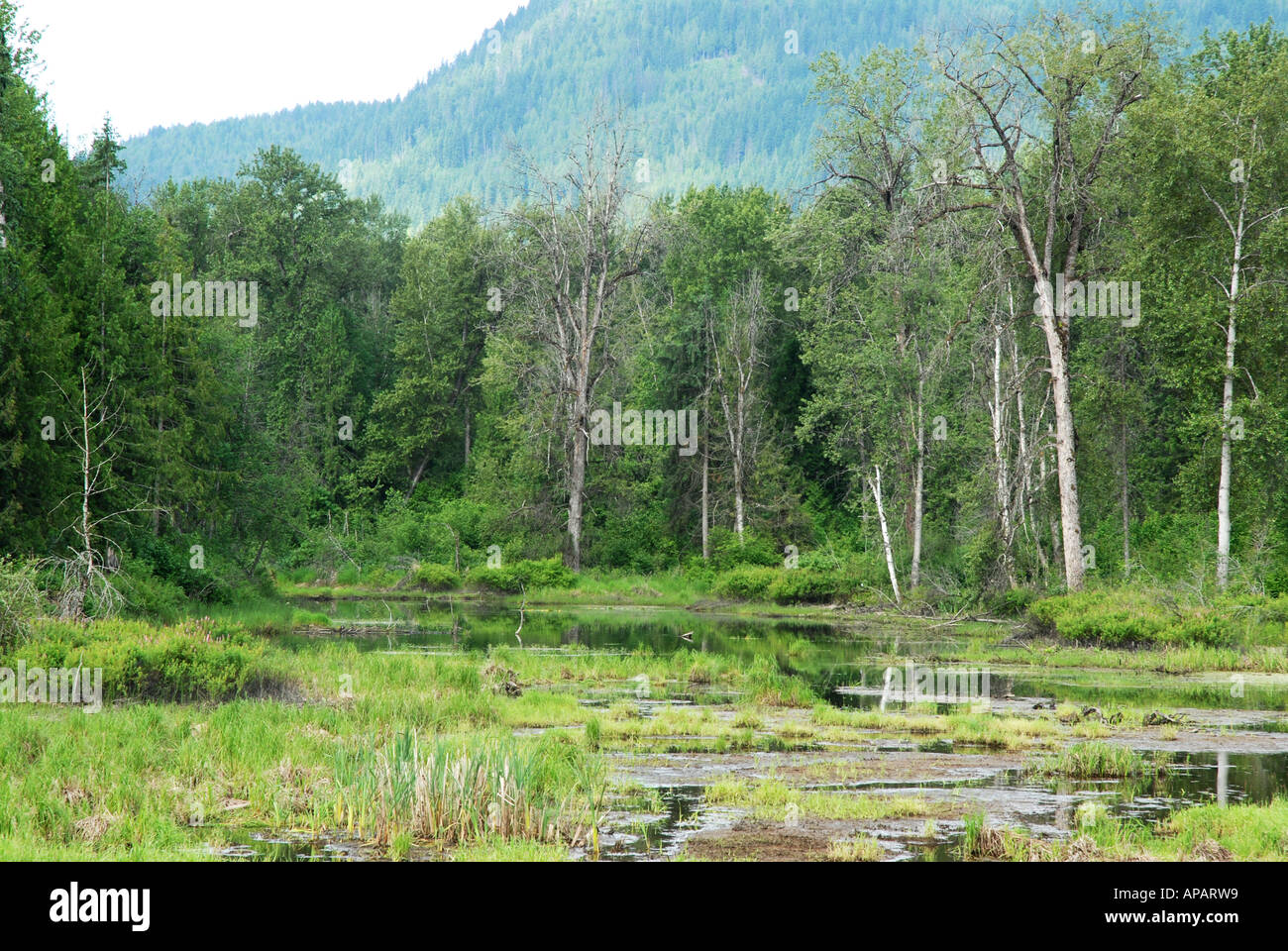 Boggy marsh hi res stock photography and images Alamy Boggy marsh hi res stock photography and images Alamy