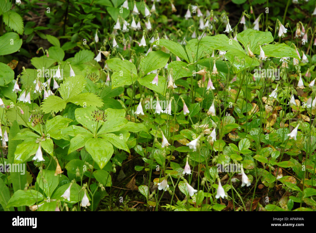 Twinflower twin flower plant hires stock photography and images Alamy