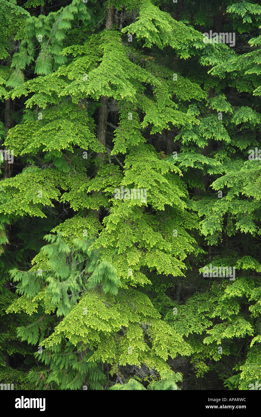 Study of leaf pattern in conifer forest Stock Photo Alamy