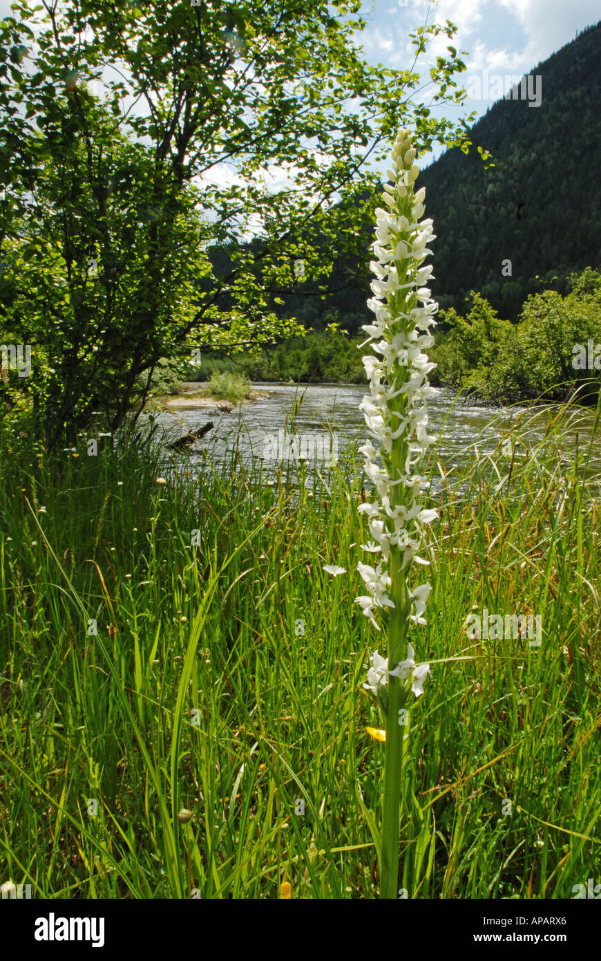 White Bog Orchid growing beside river Stock Photo