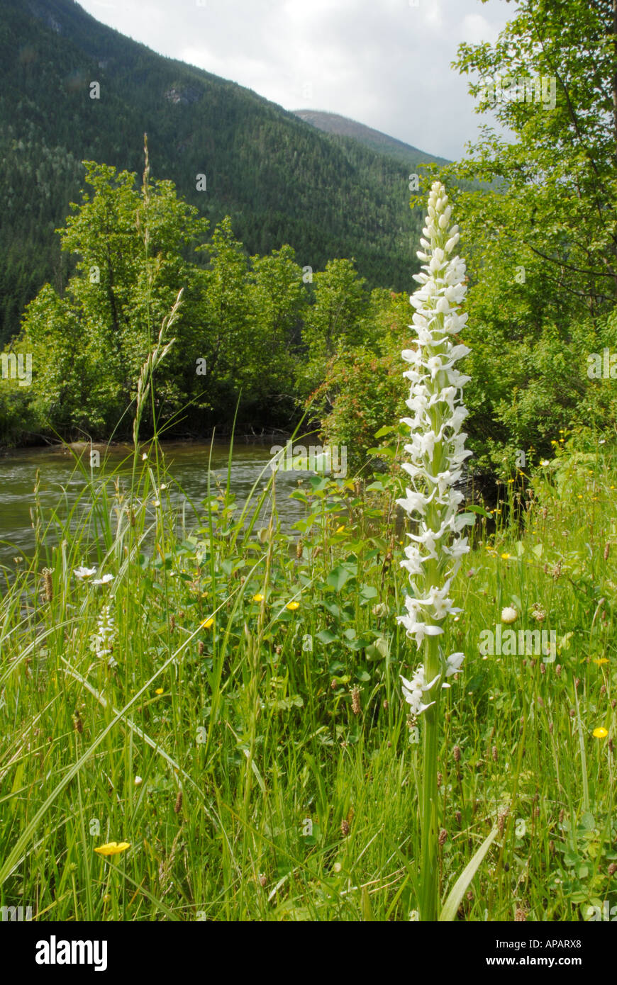 White Bog Orchid growing beside river Stock Photo
