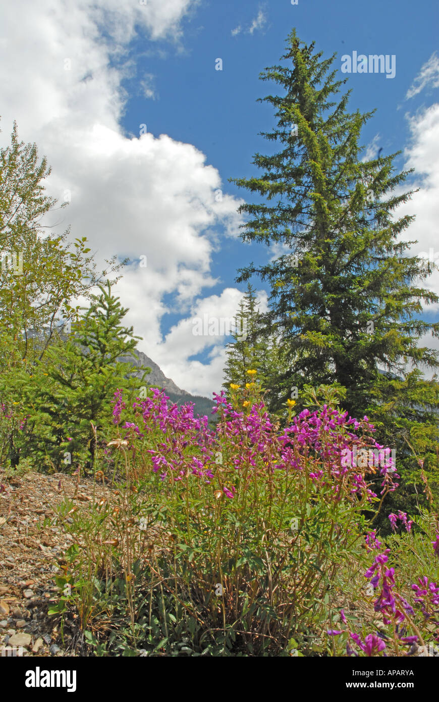 Western Sweet -vetch growing in Rocky Mountain setting Stock Photo