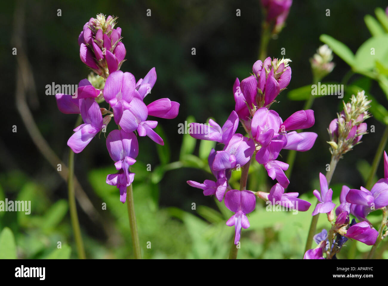 Close-up on Western Sweet-vetch Stock Photo