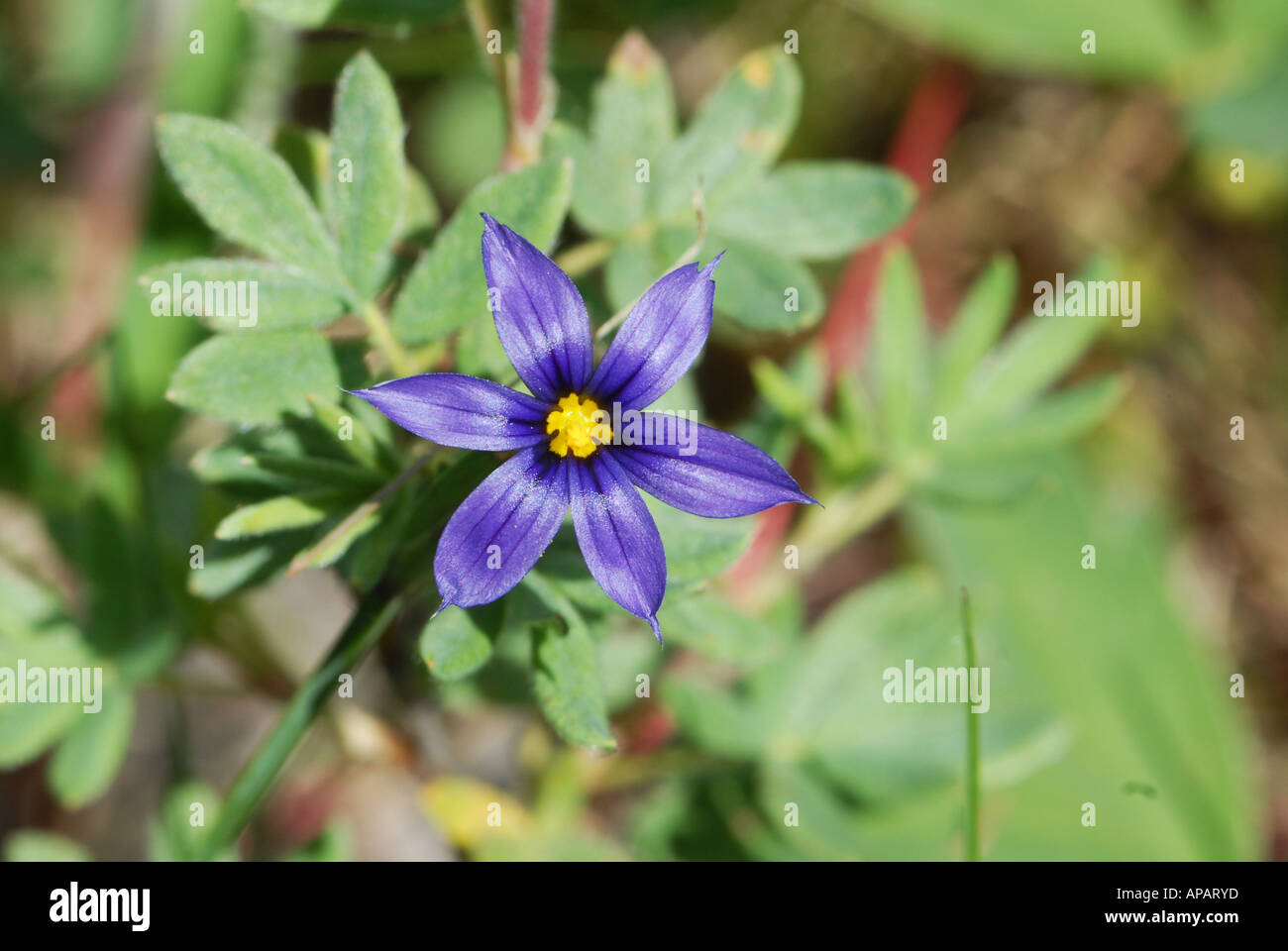 Close-up on Blue-eyed Grass Stock Photo