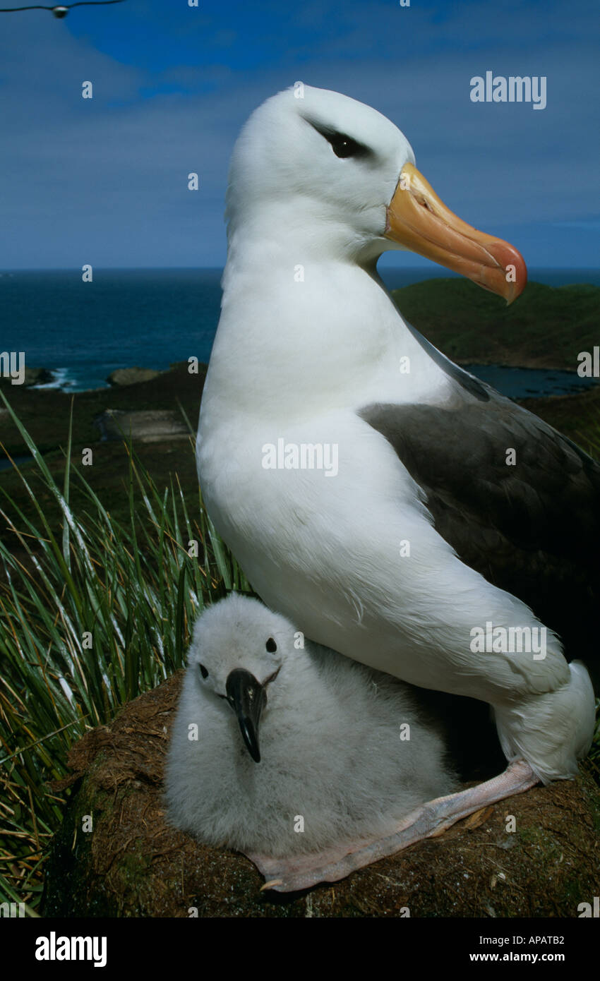 Black Browed Albatross (Diomedea melanophris) Bird and Chick, Bird ...