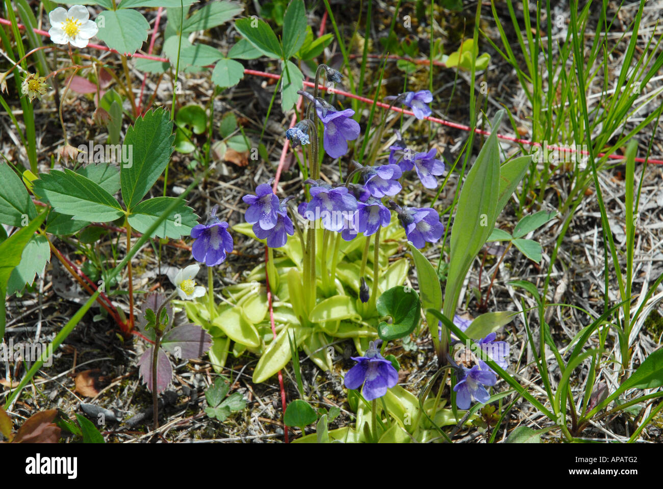 Beautiful little group of Common Butterwort Stock Photo