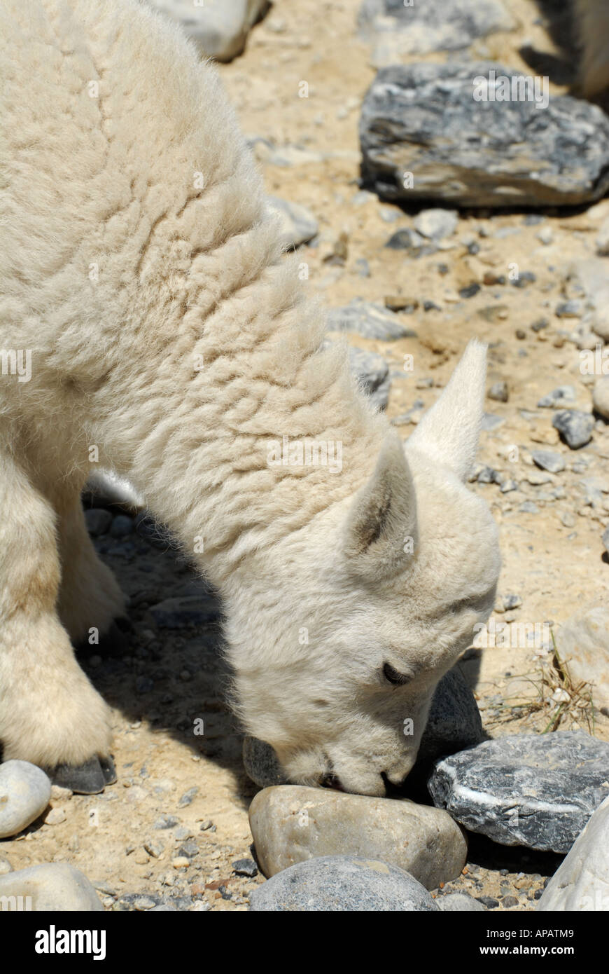 Baby Mountain Goat licking minerals from rocky ground Stock Photo Alamy