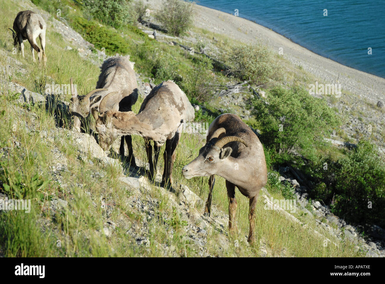 Big tail sheep hi-res stock photography and images - Alamy