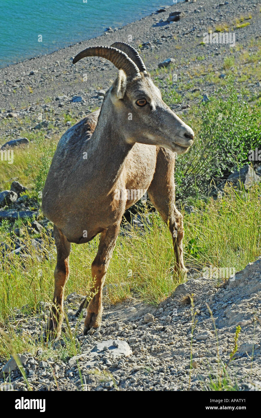 Big tail sheep hi-res stock photography and images - Alamy