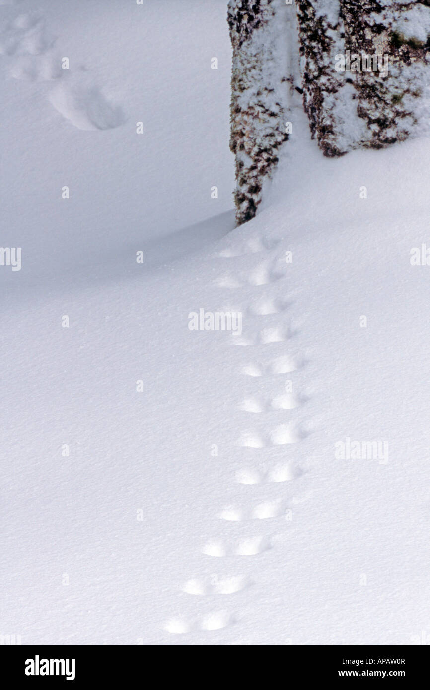 Red Squirrel (Sciurus vulgaris) footprints in snow Stock Photo