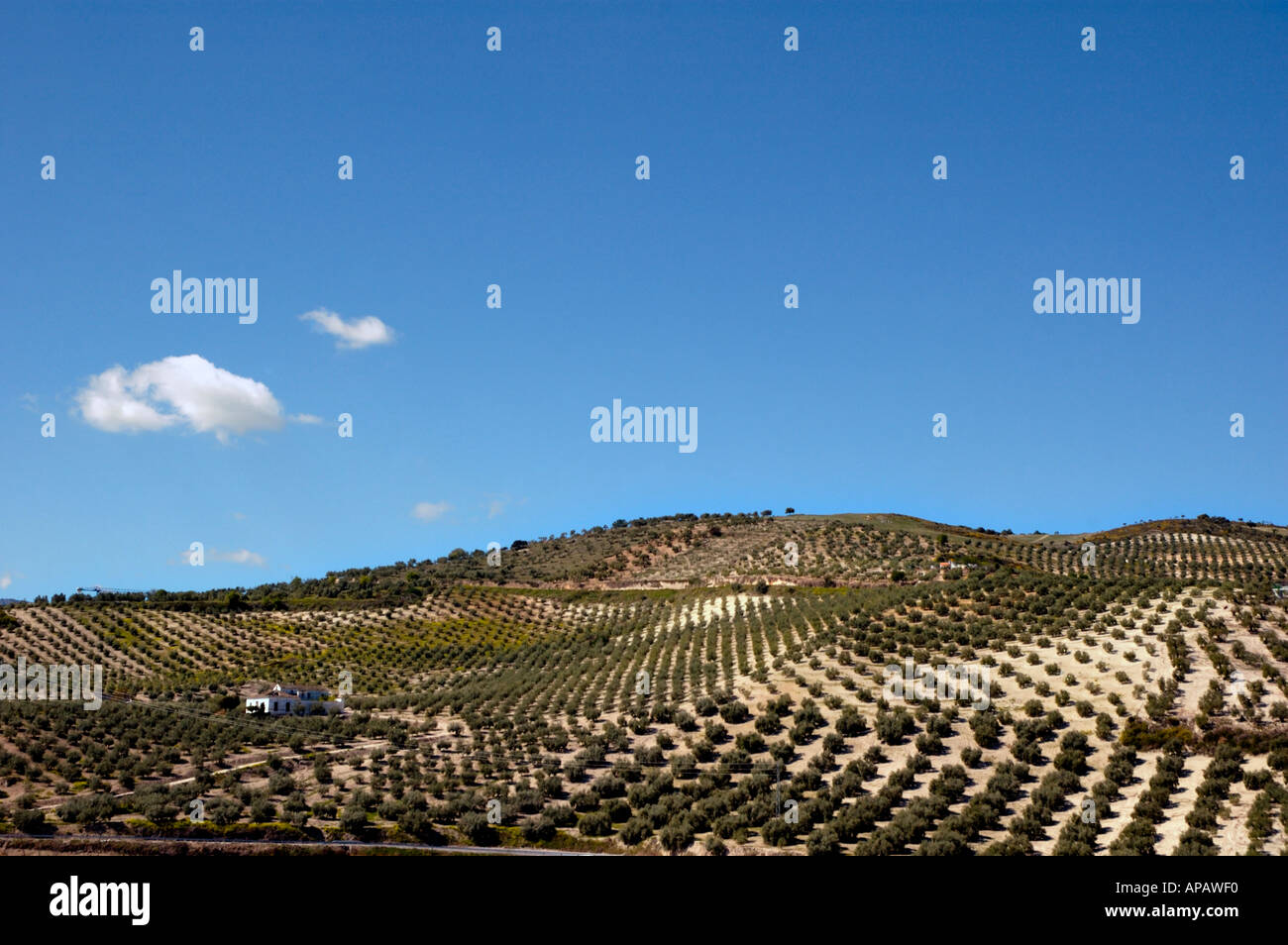 Spain, Landscape  - Fields Of Olives Trees in Andalucia, Spain Stock Photo