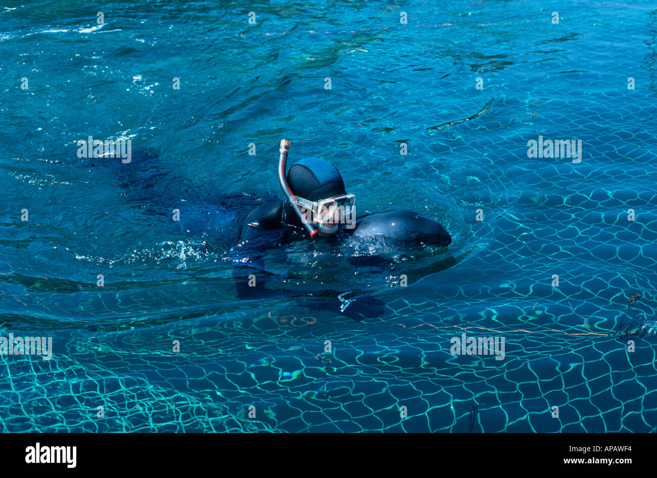 Rescuing Harbour Porpoise (Phocoena phocoena) from herring weir (fish