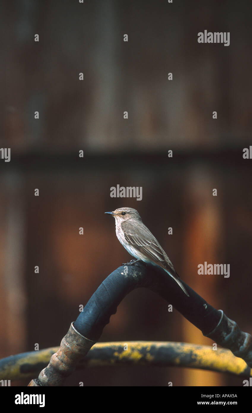 Spotted Flycatcher on a hose Stock Photo