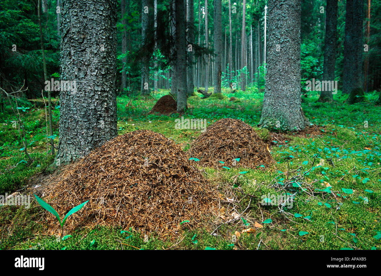 Red Wood Ants' mounds Stock Photo Alamy