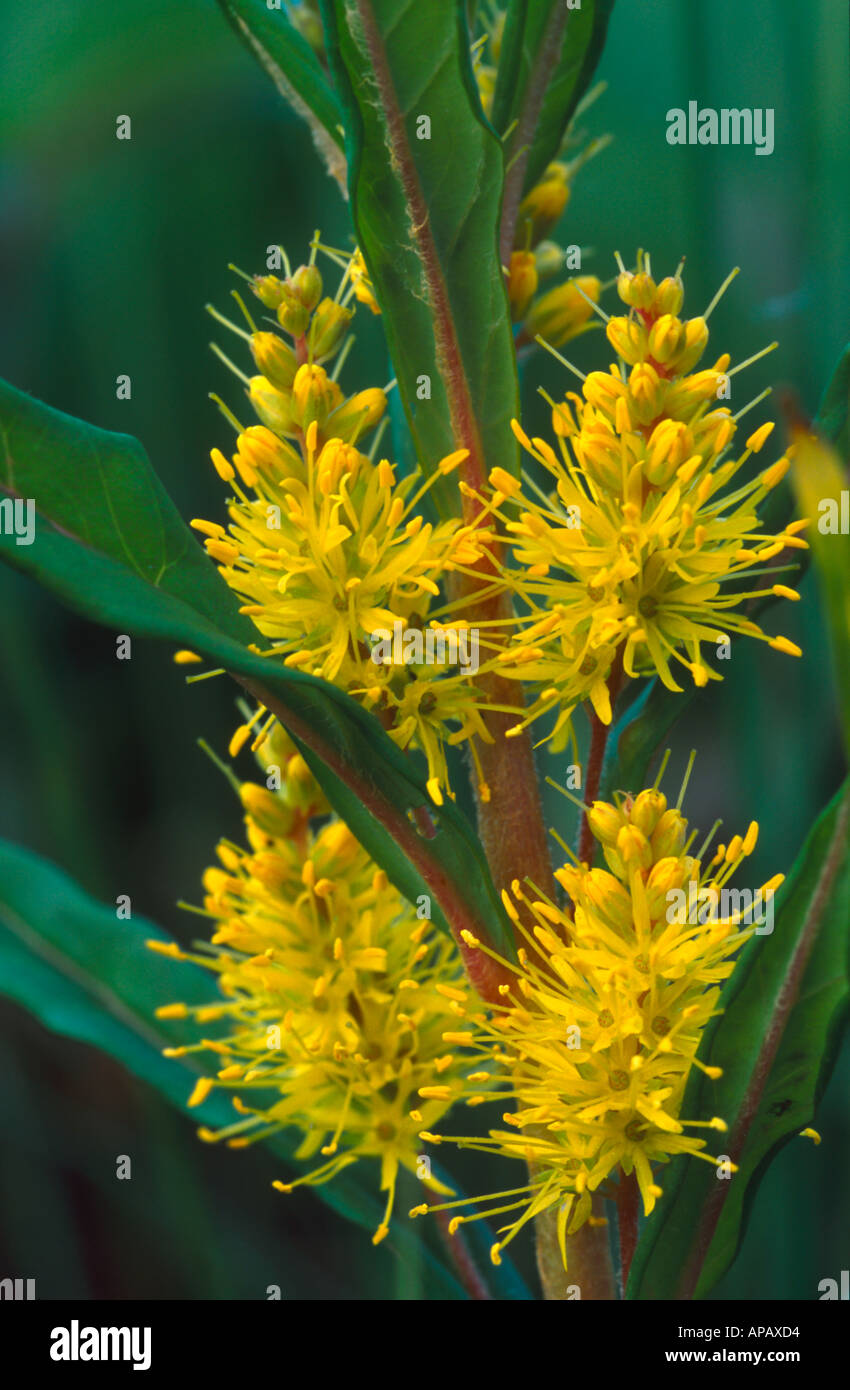 Tufted Loosestrife flower closeup Stock Photo