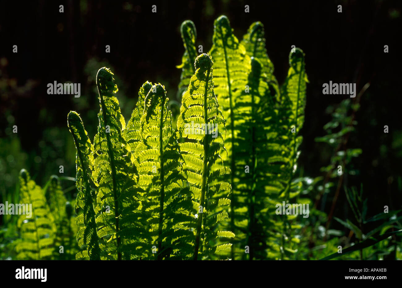 Ostrich Fern Stock Photo