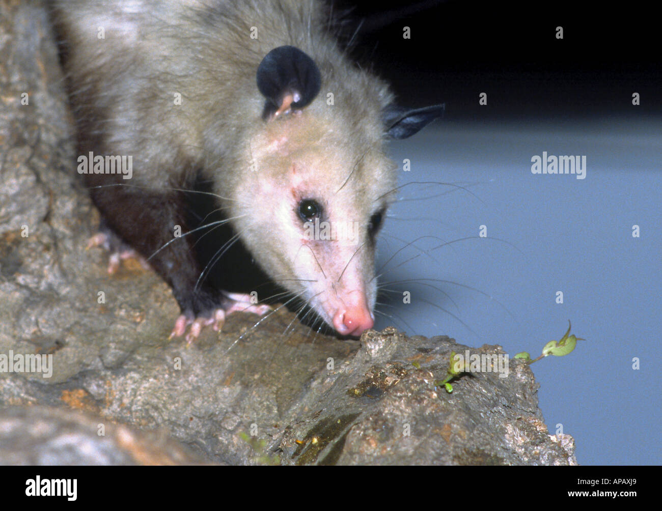 American Opossum, Didelphis Marsupialis, always searching for something
