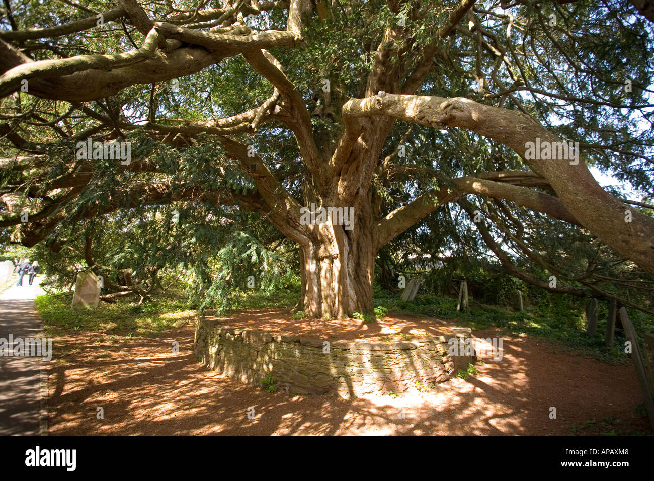 One of England oldest yew trees in the churchyard of Stoke Gabriel's