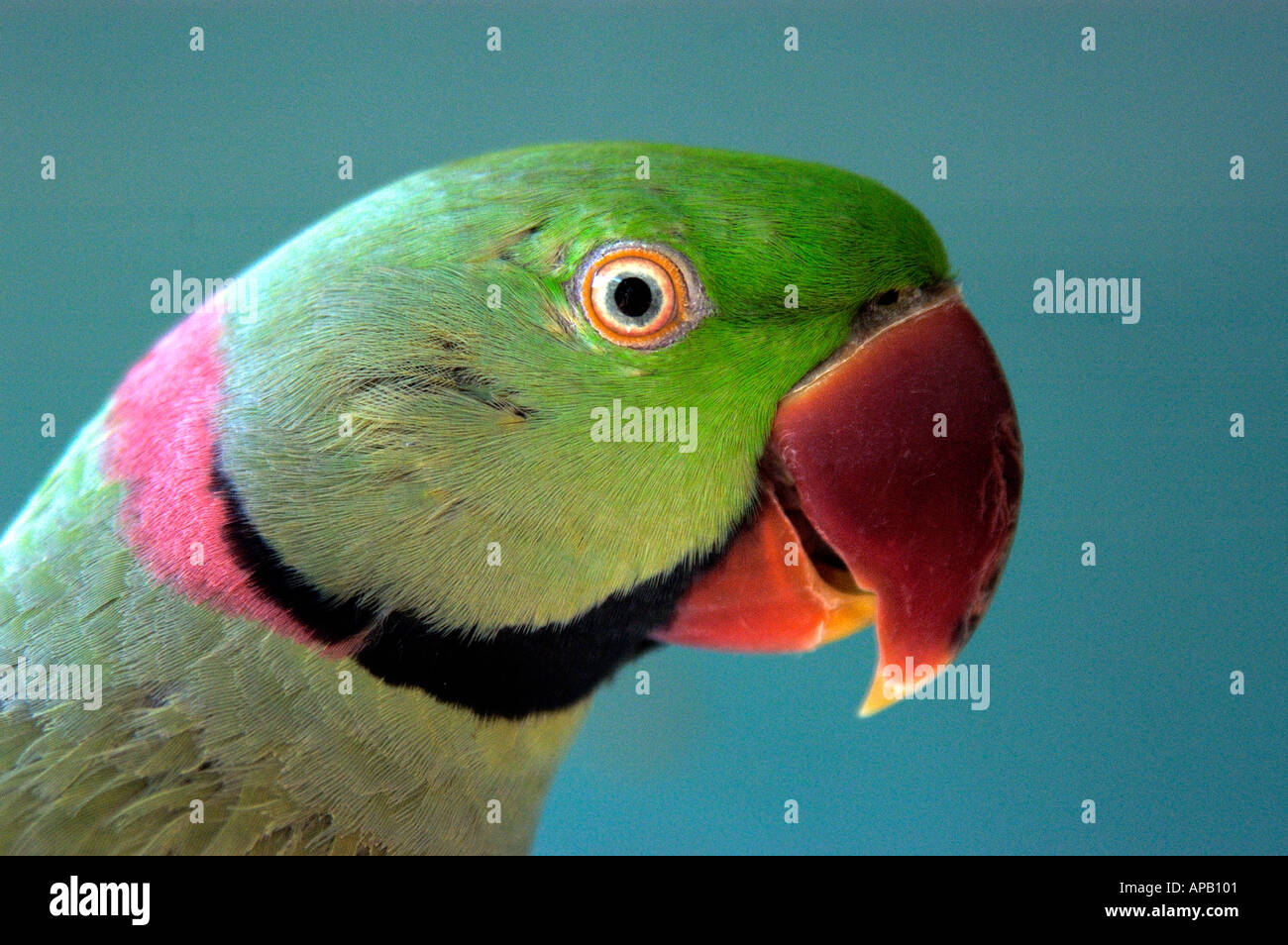 Icarus, a male Alexandrine parrot from southern India living at Airlie Beach, Whitsunday Airport, Queensland, Australia. Stock Photo