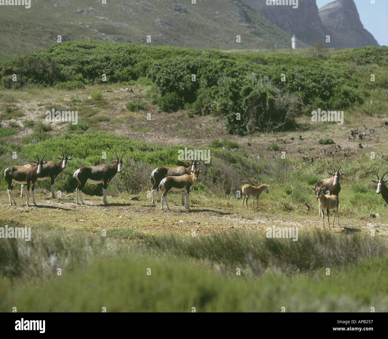 South Africa Cape province Bontebok in Cape of good hope nature reserve Stock Photo