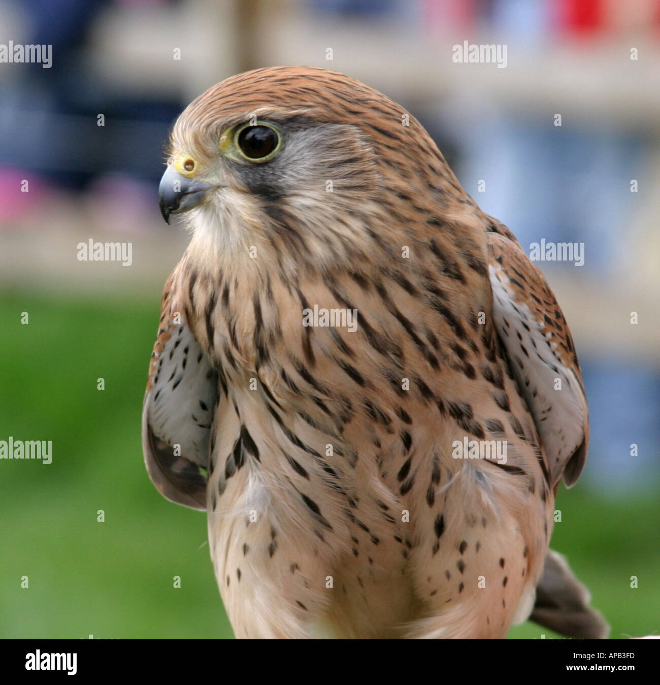 Female kestrel Stock Photo