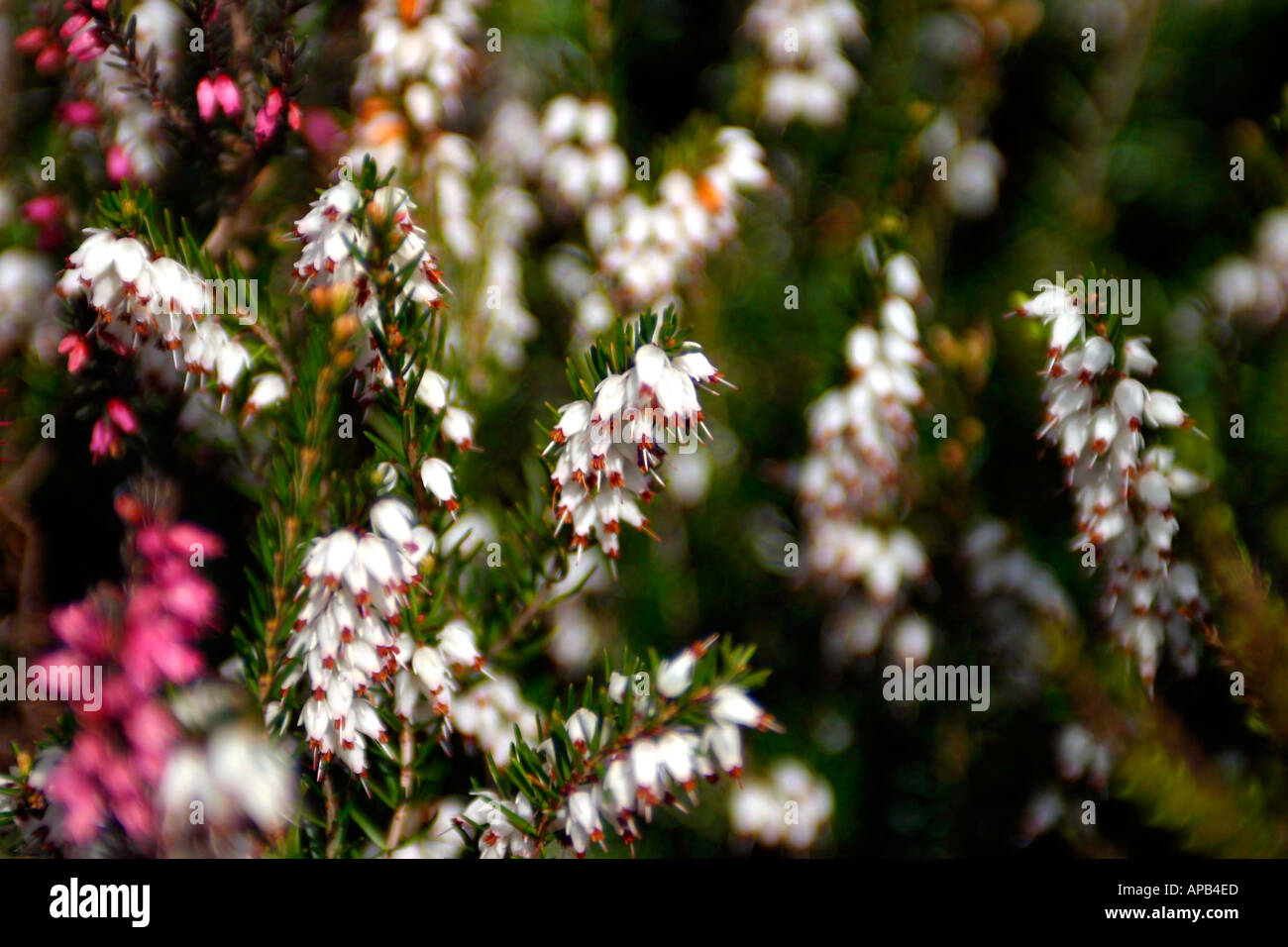 Lucky white heather hires stock photography and images Alamy