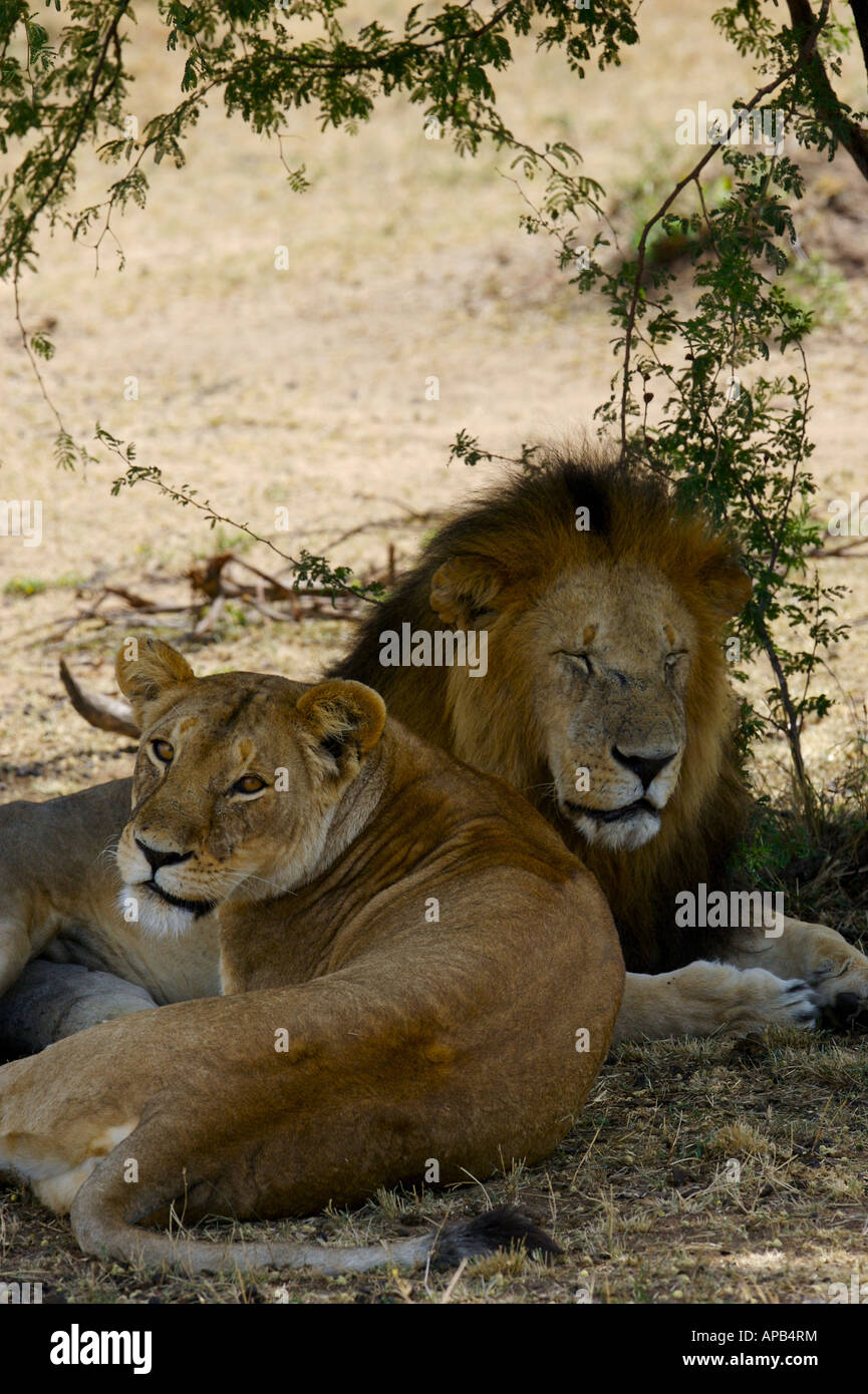 African Mating Lions Stock Photo - Alamy