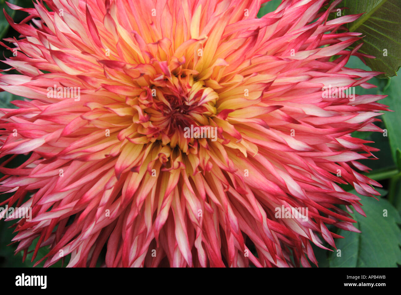 Dahlia mums lipstick hires stock photography and images Alamy