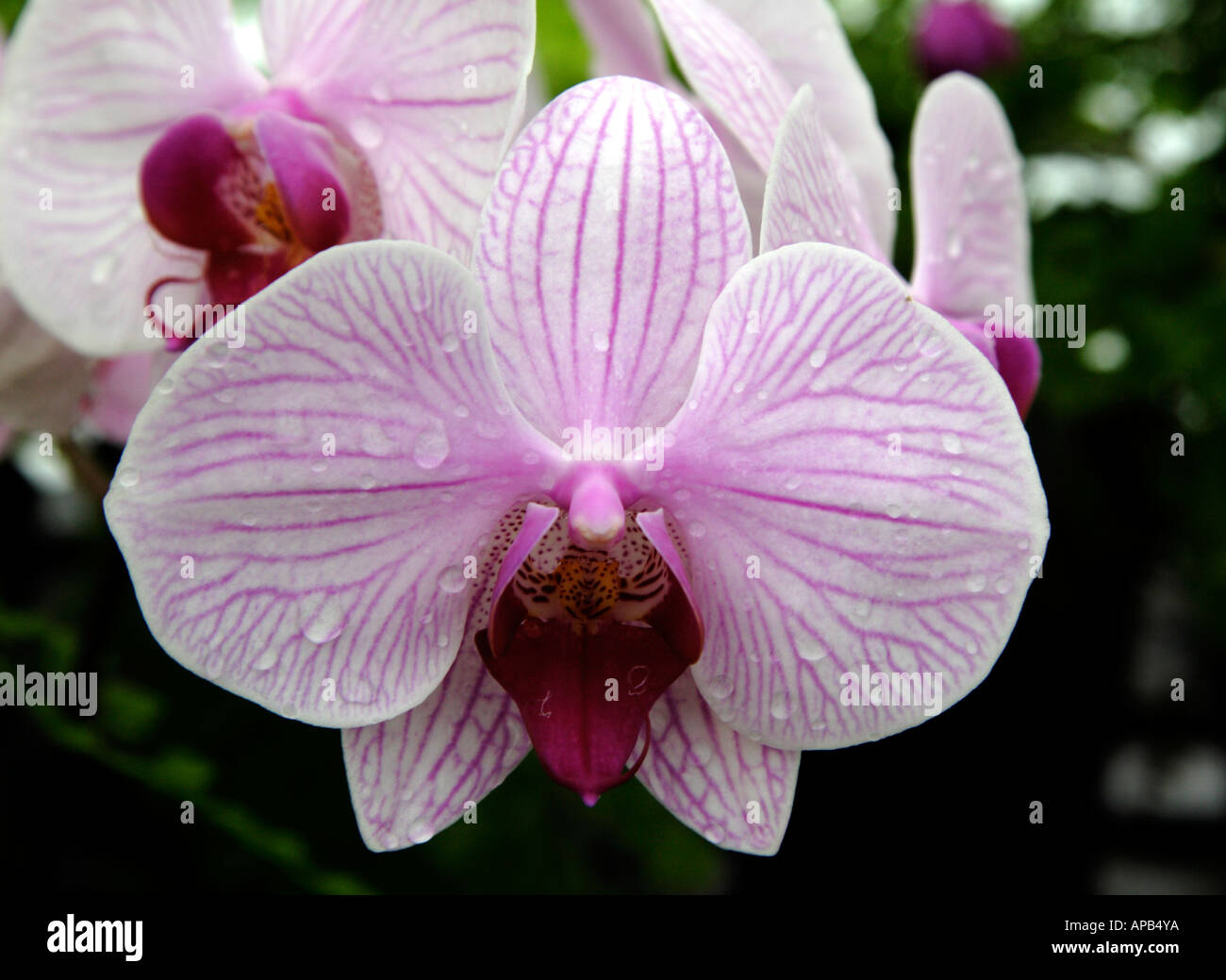 Pink Phalaenopsis Orchid Stock Photo