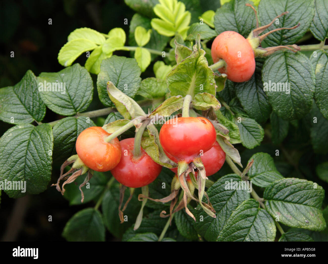 Rose Hips, late Summer Stock Photo
