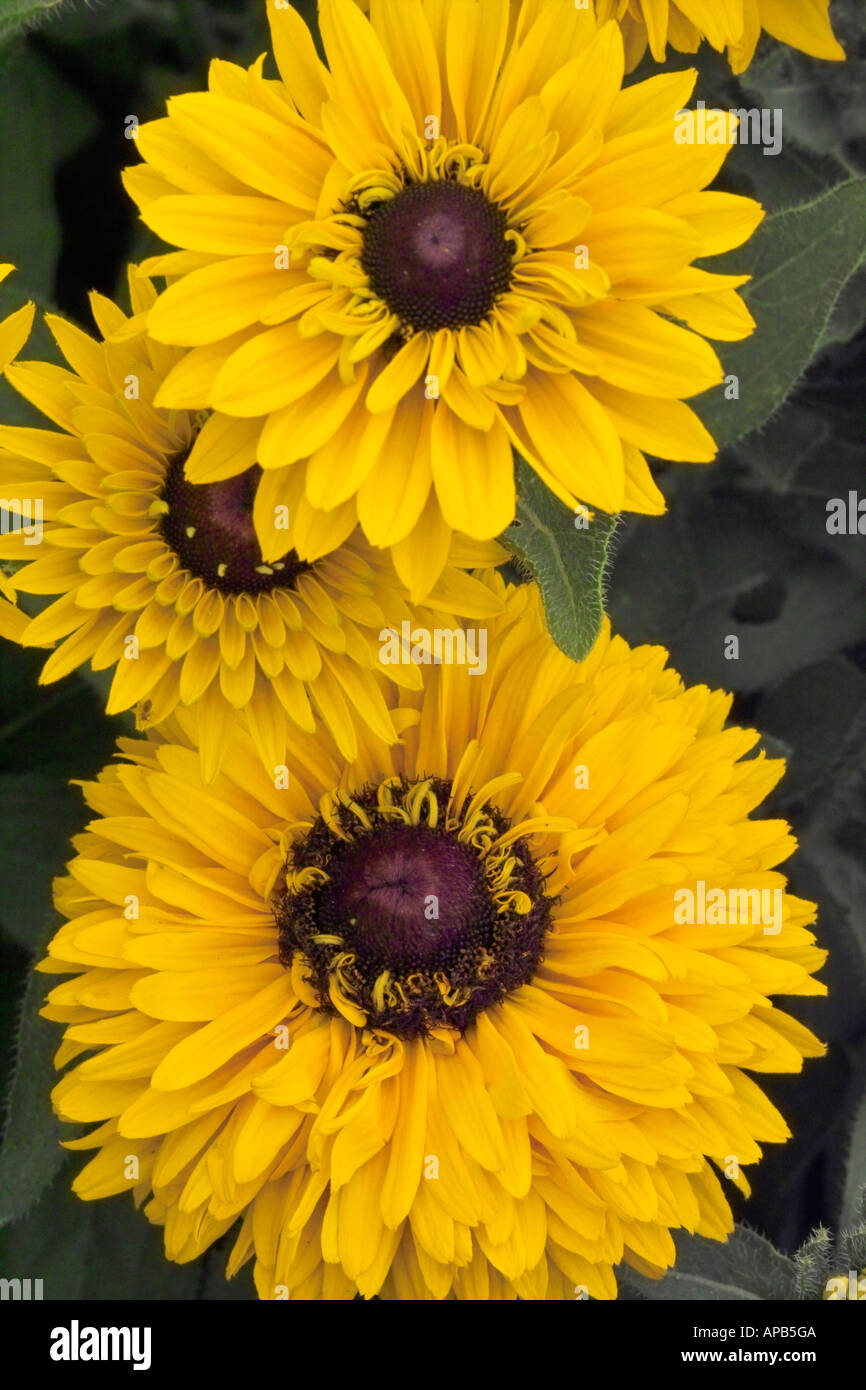 Rudbeckia Hirta Maya Stock Photo Alamy