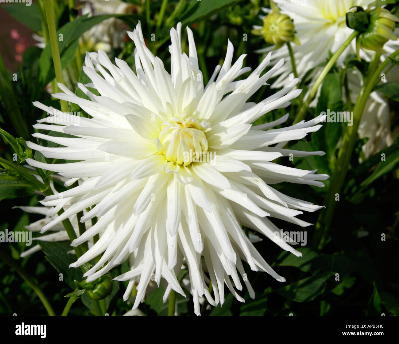 White Cactus Dahlia Stock Photo