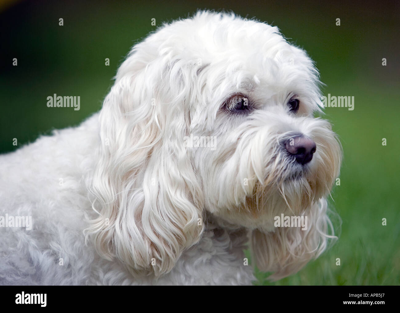 White cockapoo hi-res stock photography and images - Alamy