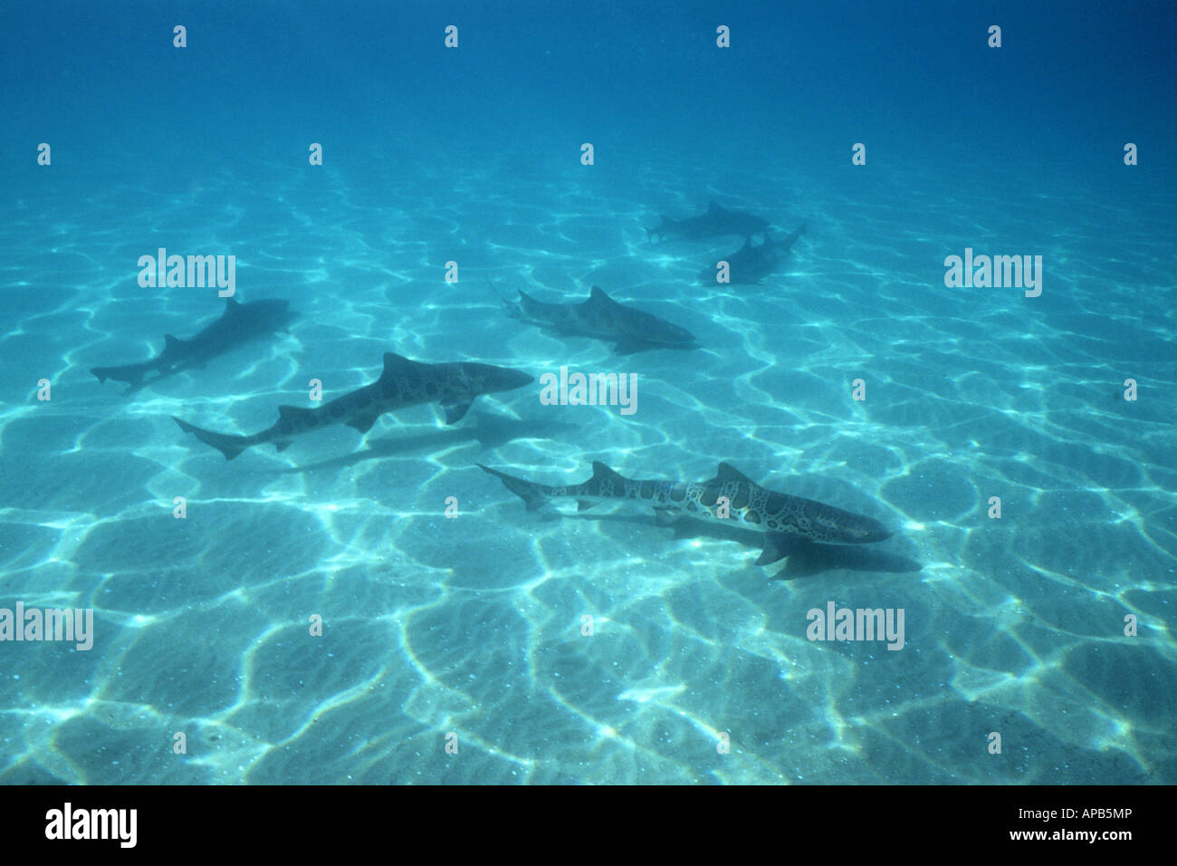 Leopard shark Triakis semifasciata Stock Photo