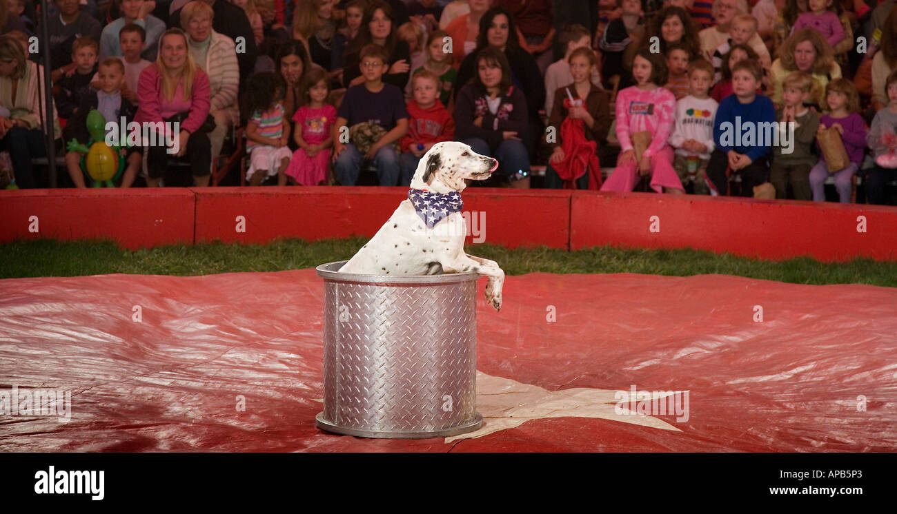 Circus dog trick hires stock photography and images Alamy