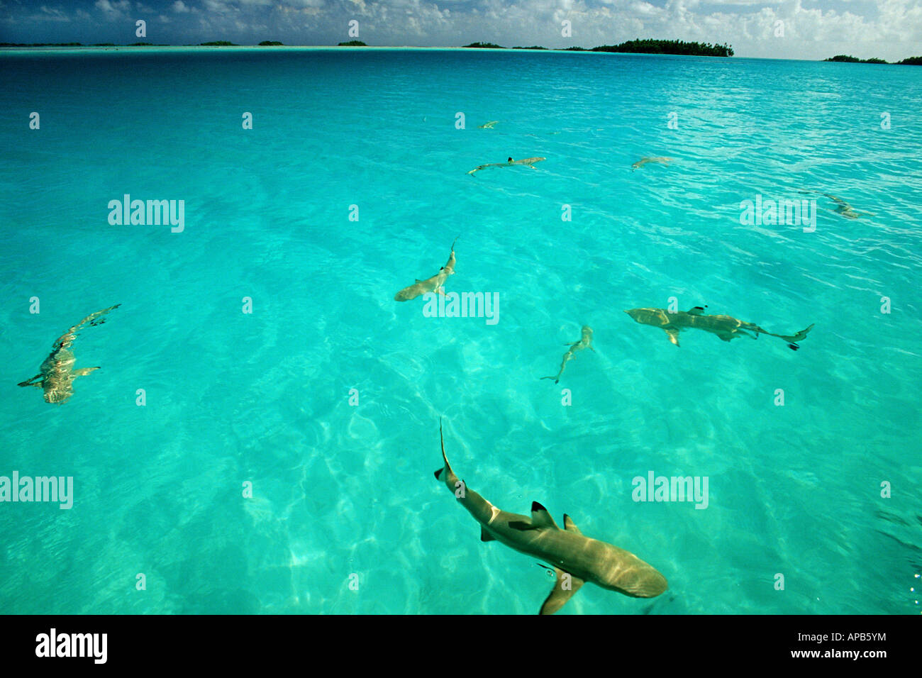 Shark attack of blacktip reef shark hi-res stock photography and images