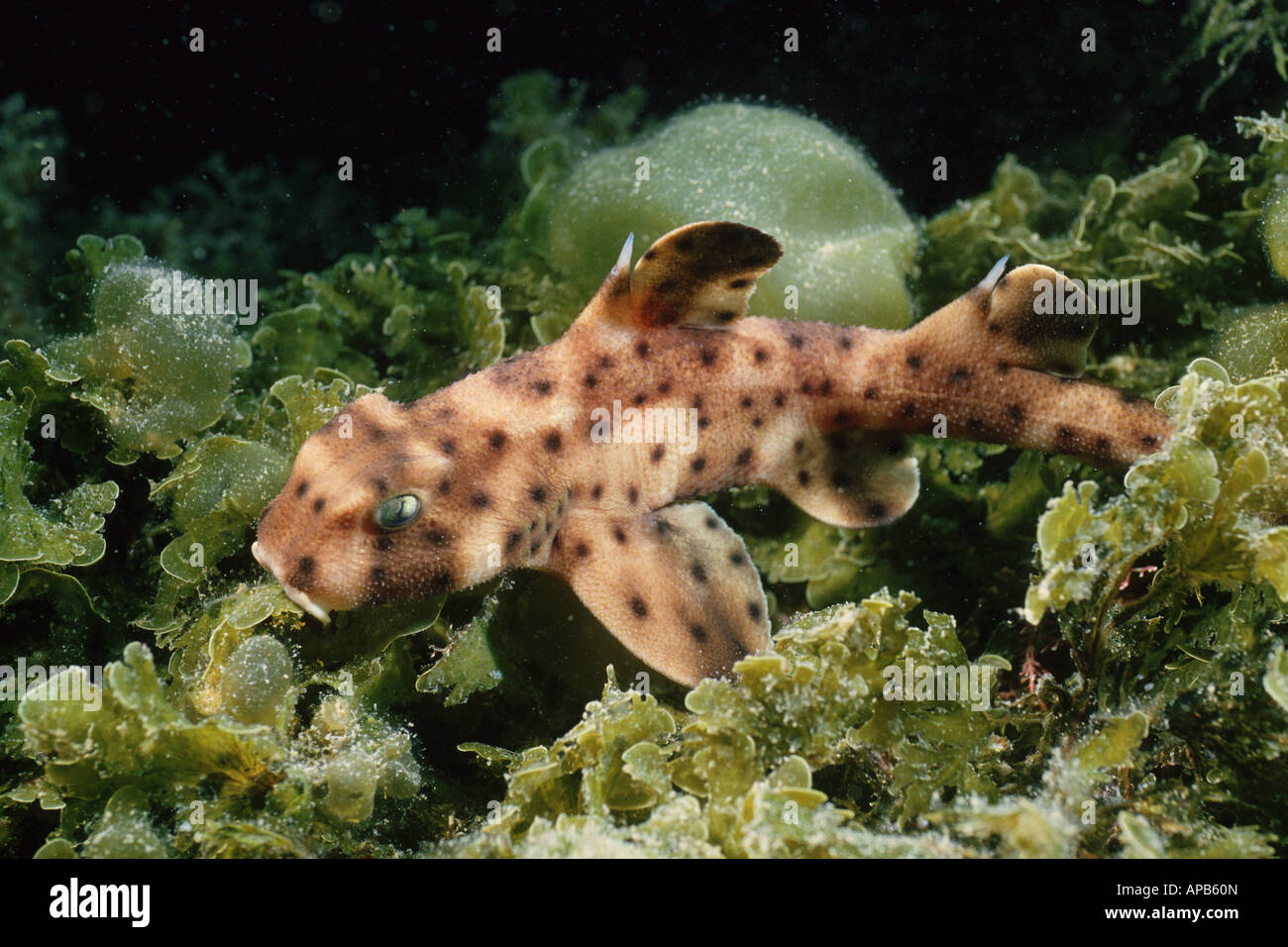 Horn shark Heterodontus francisci Stock Photo Alamy
