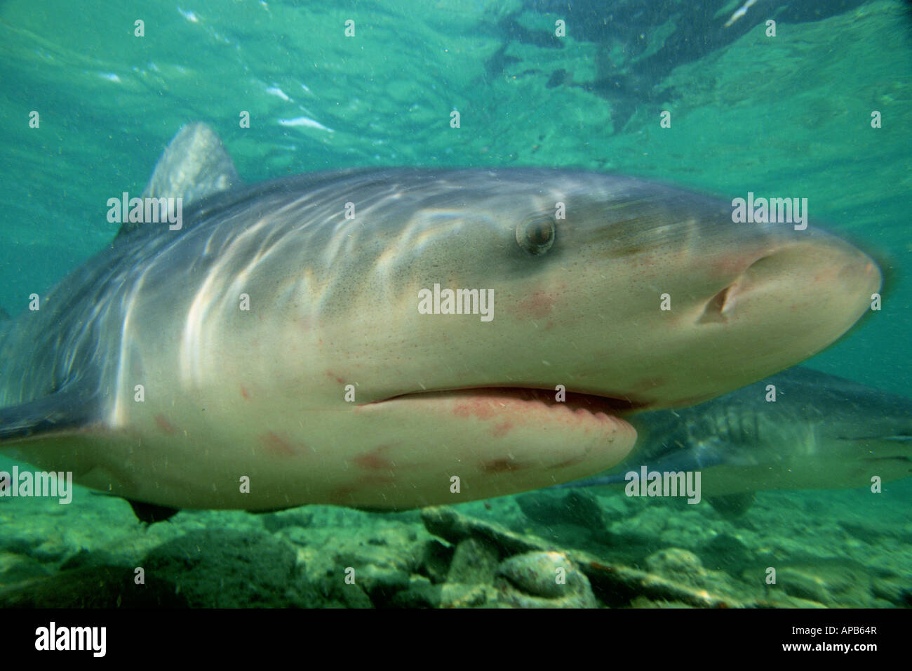 Bull shark bahamas hi-res stock photography and images - Alamy